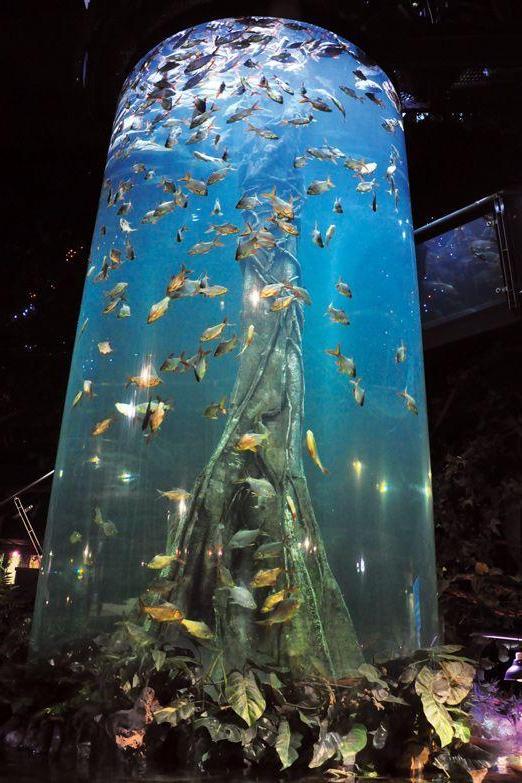 Aquaria KLCC